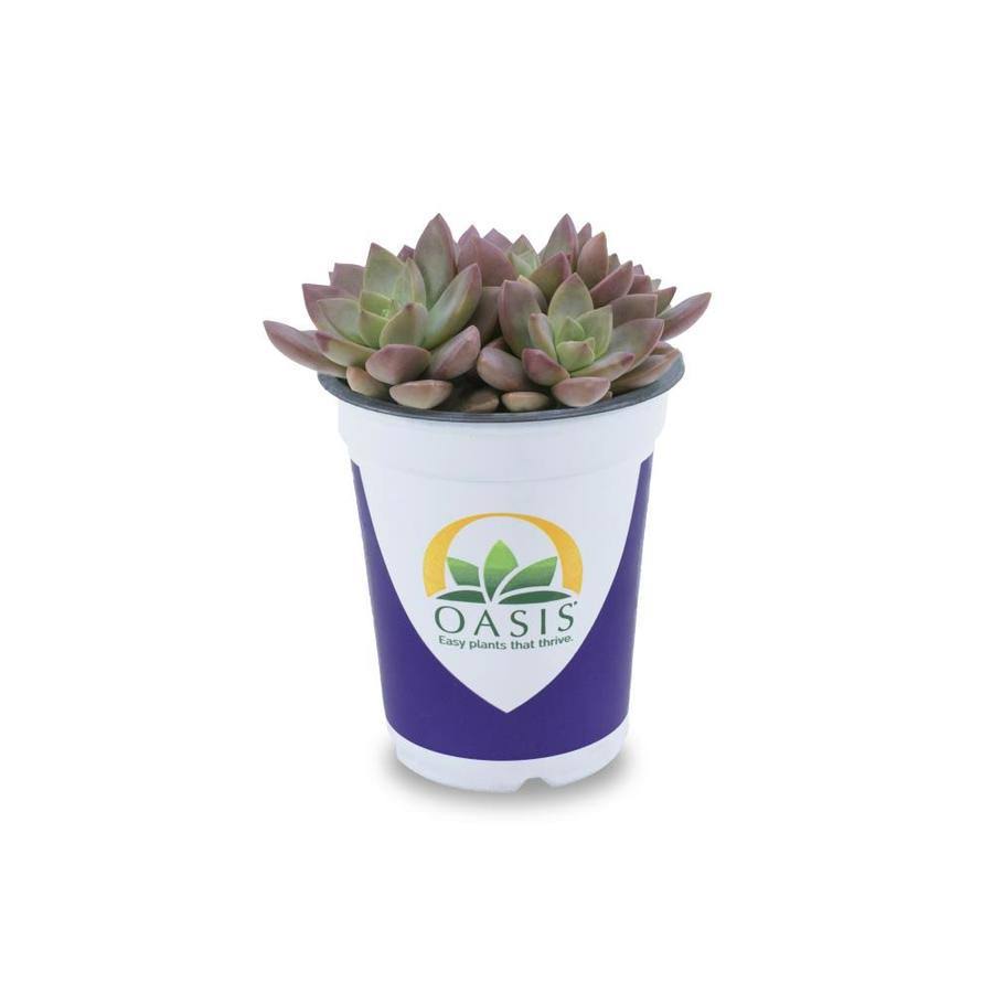 Lowe's Succulent in 1.7-Pint Pot - Nursery - Product image 1